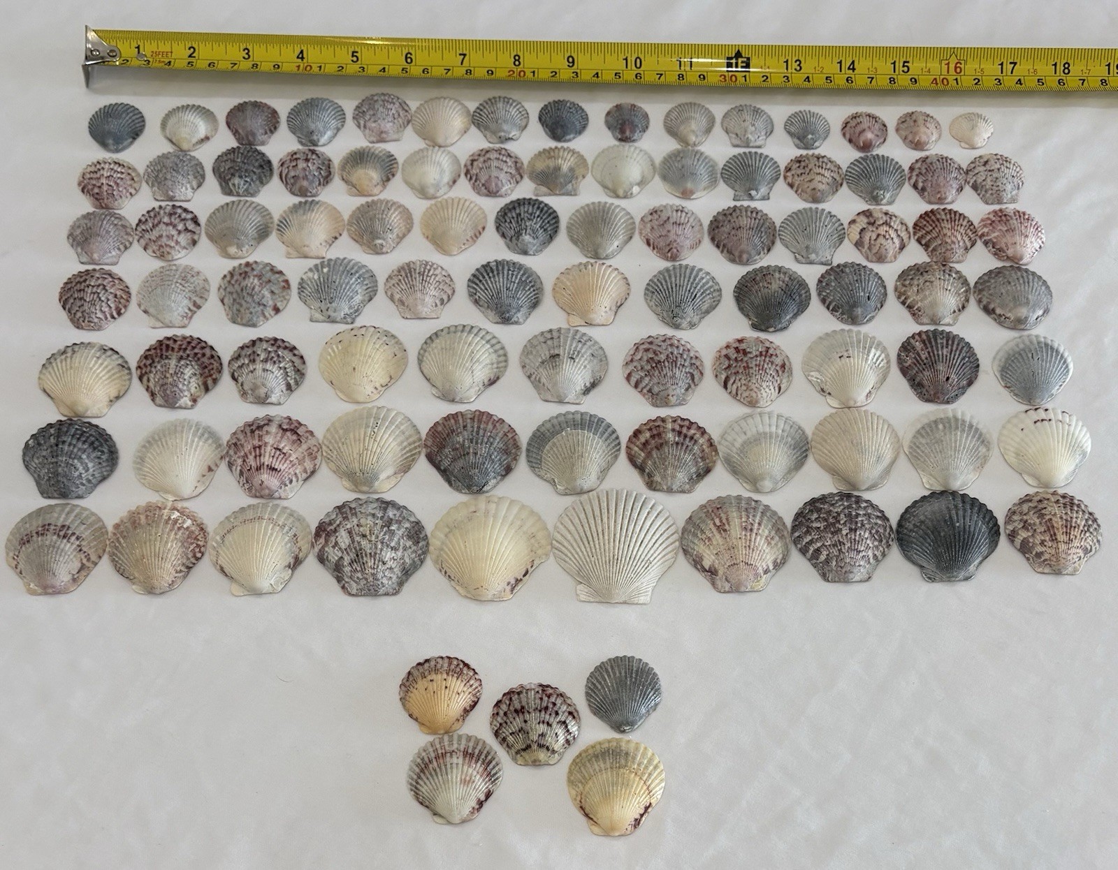 93 LOT SEA SHELLS SANIBEL, FLORIDA SCALLOPS MIX SIZE GREY TONES CRAFT OR COLLECT