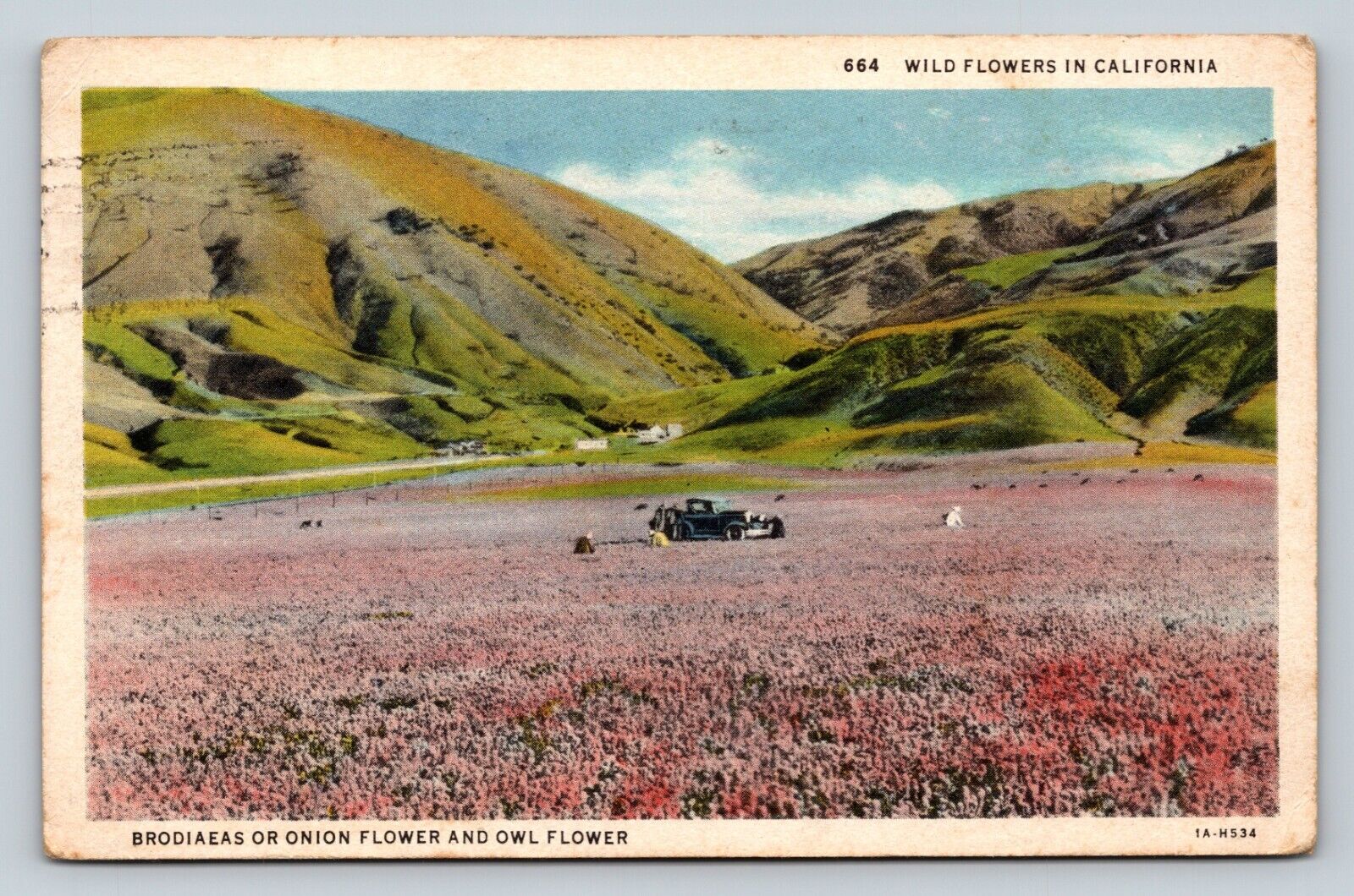 c1935 California CA Wild Onion & Owl Flowers Classic Car VINTAGE Postcard 