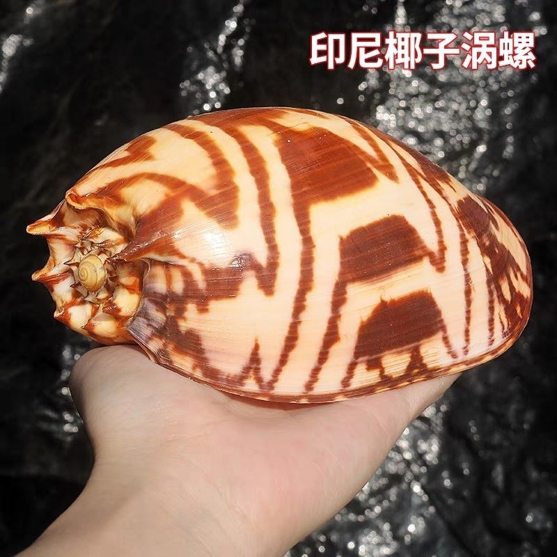 18-20cm Natural Sea Conch Shell Indonesian Coconut Snail Seashell