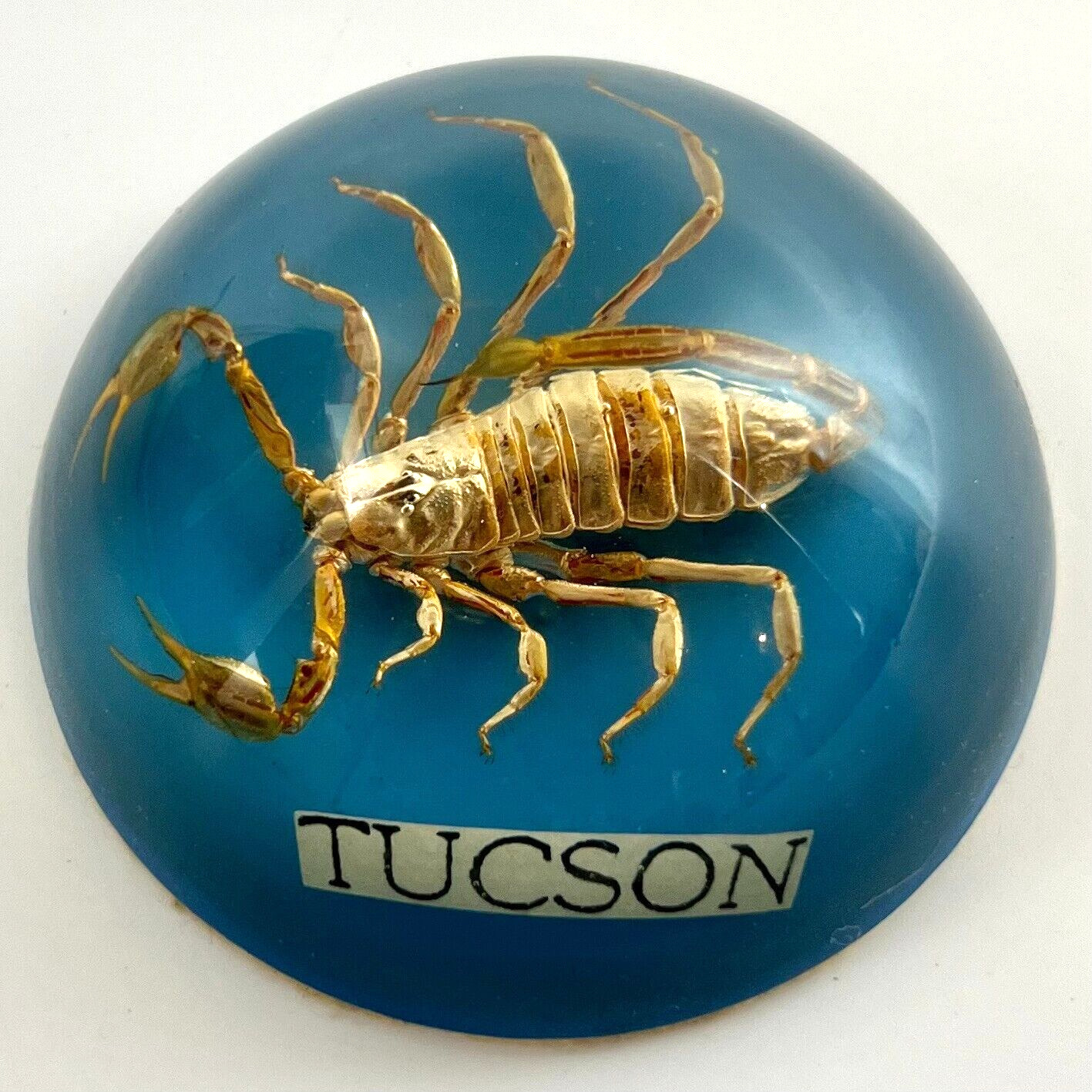 Vintage Tuscon Arizona Scorpion Paperweight Acrylic Dome Shape 4 in Real Insect