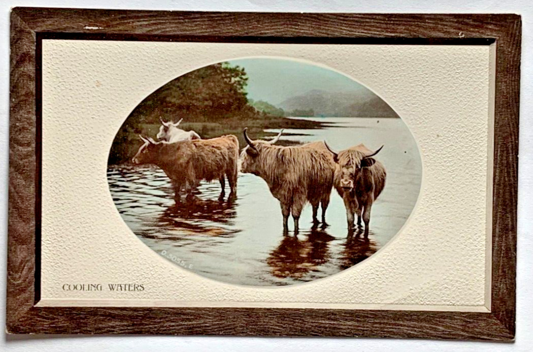 Cattle Cooling Waters RPPC Postcard Rotograph Opalette Series Bromide Paper