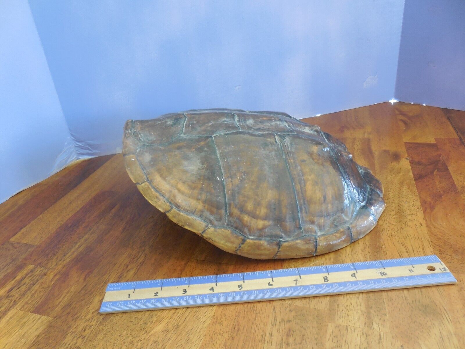 Large Snapping Turtle Shell ~12\