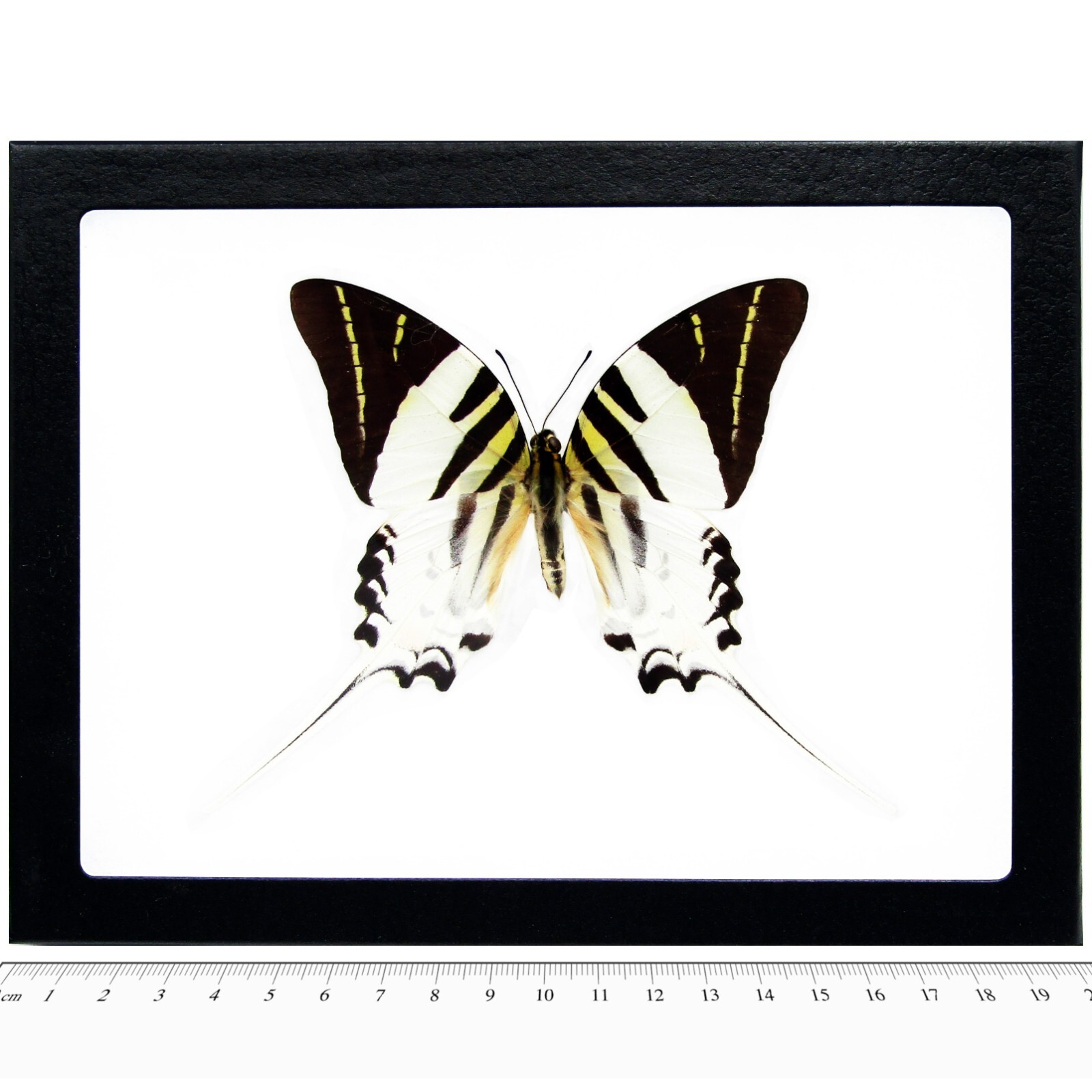 Graphium androcles REAL FRAMED BUTTERFLY BLACK WHITE SWORDTAIL 8IN X 6IN FRAME