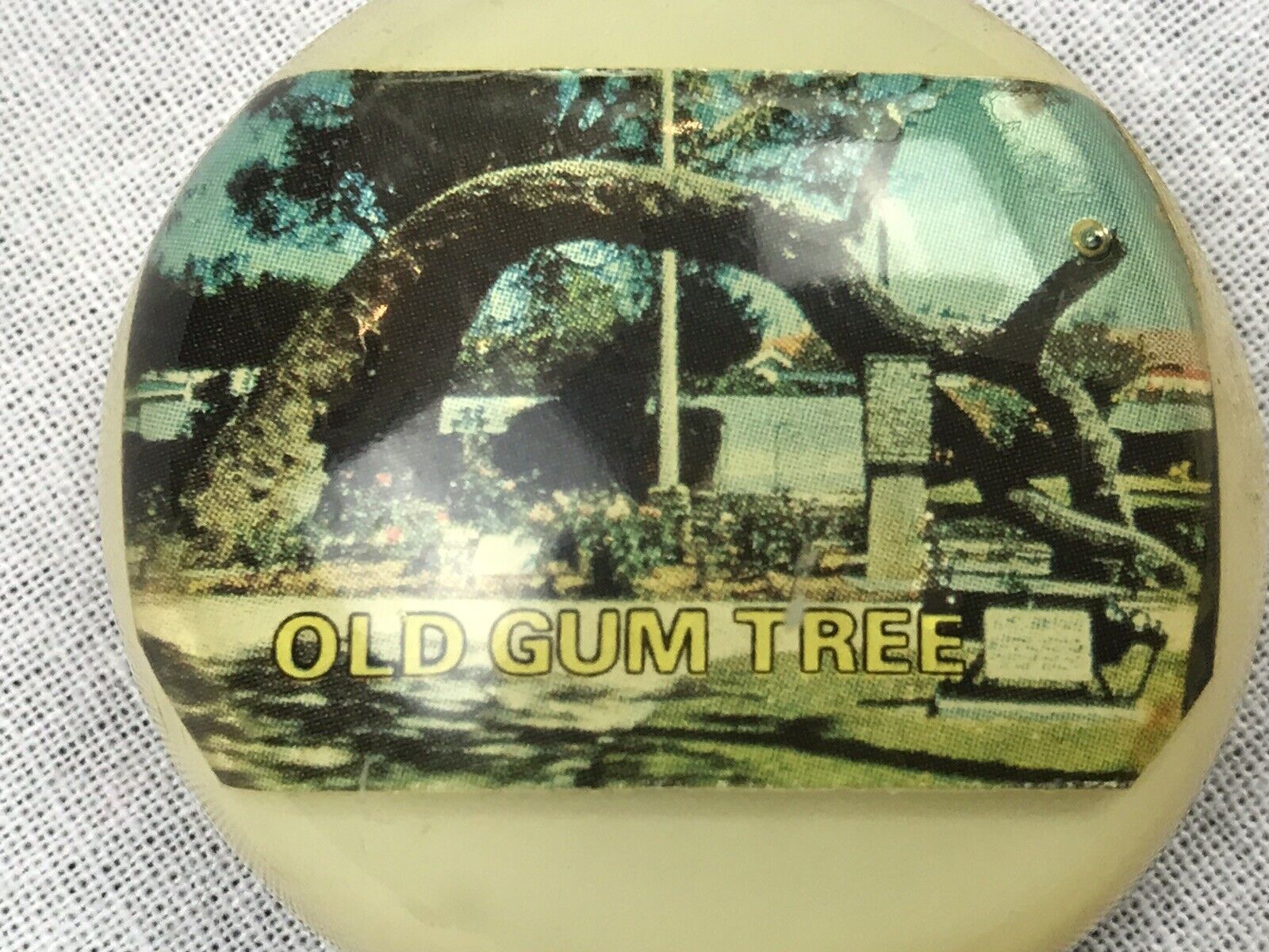 Vintage Old Gum Tree Fridge Magnet