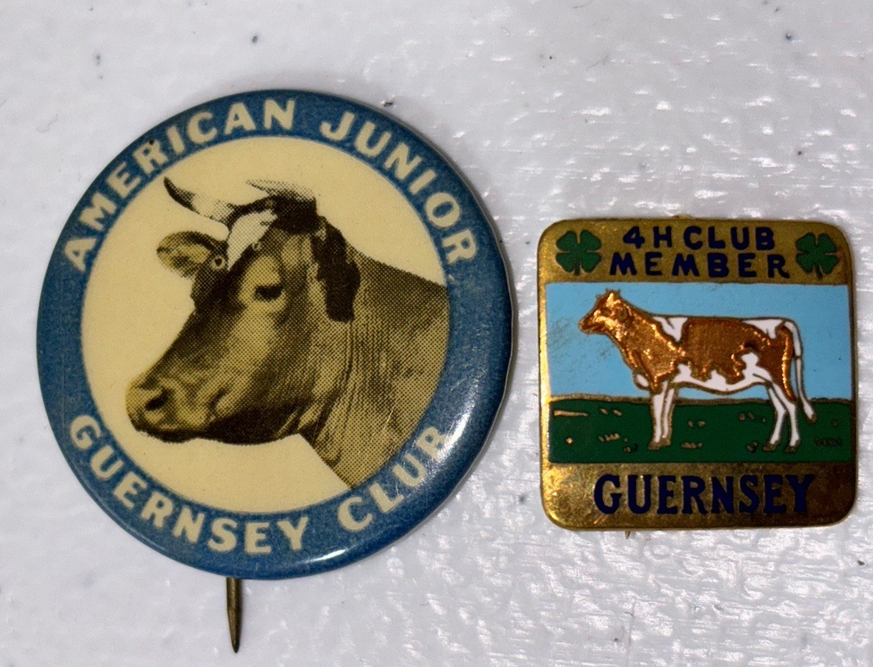 Vtg American Junior Guernsey Club + 4H Club Cow Pin Badge Vtg American Junior Guernsey Club + 4H Club Cow Pin Badge