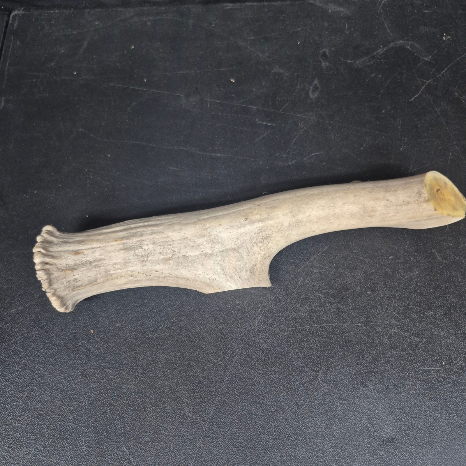 Natural Elk Antler Shed Section 12 Inch Rustic Decor Crafting Knife Handle Piece