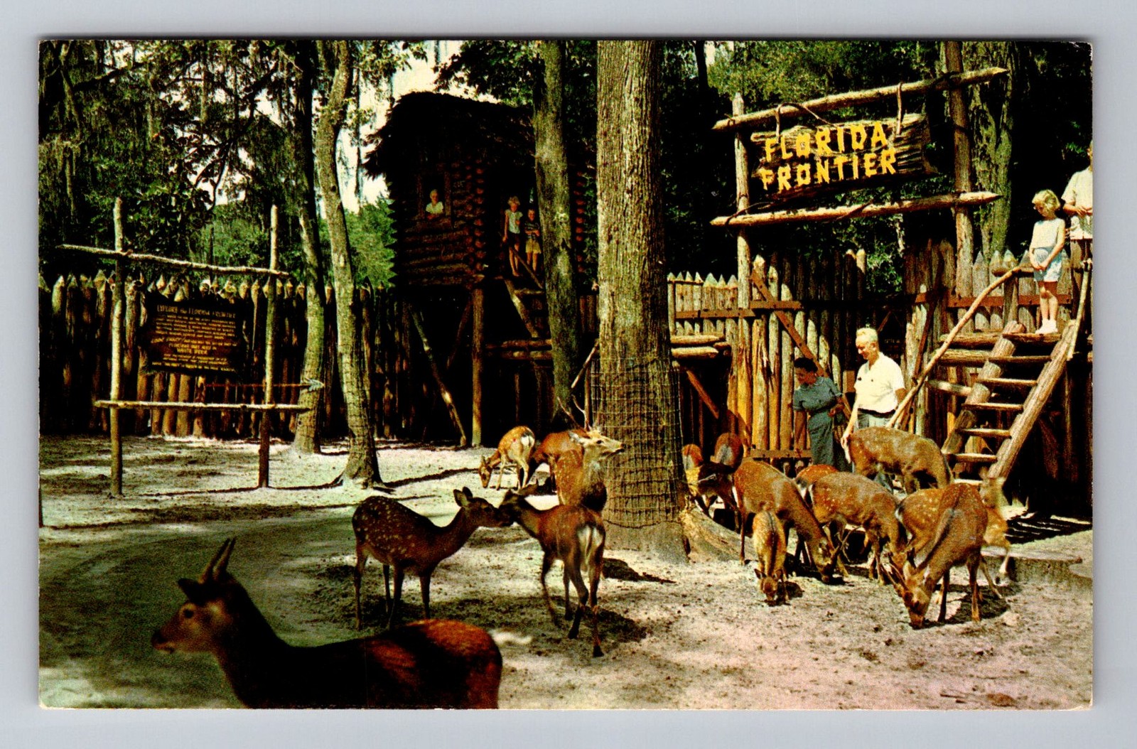 Silver Springs FL-Florida, Deer Ranch, Postal Standard Vintage Postcard