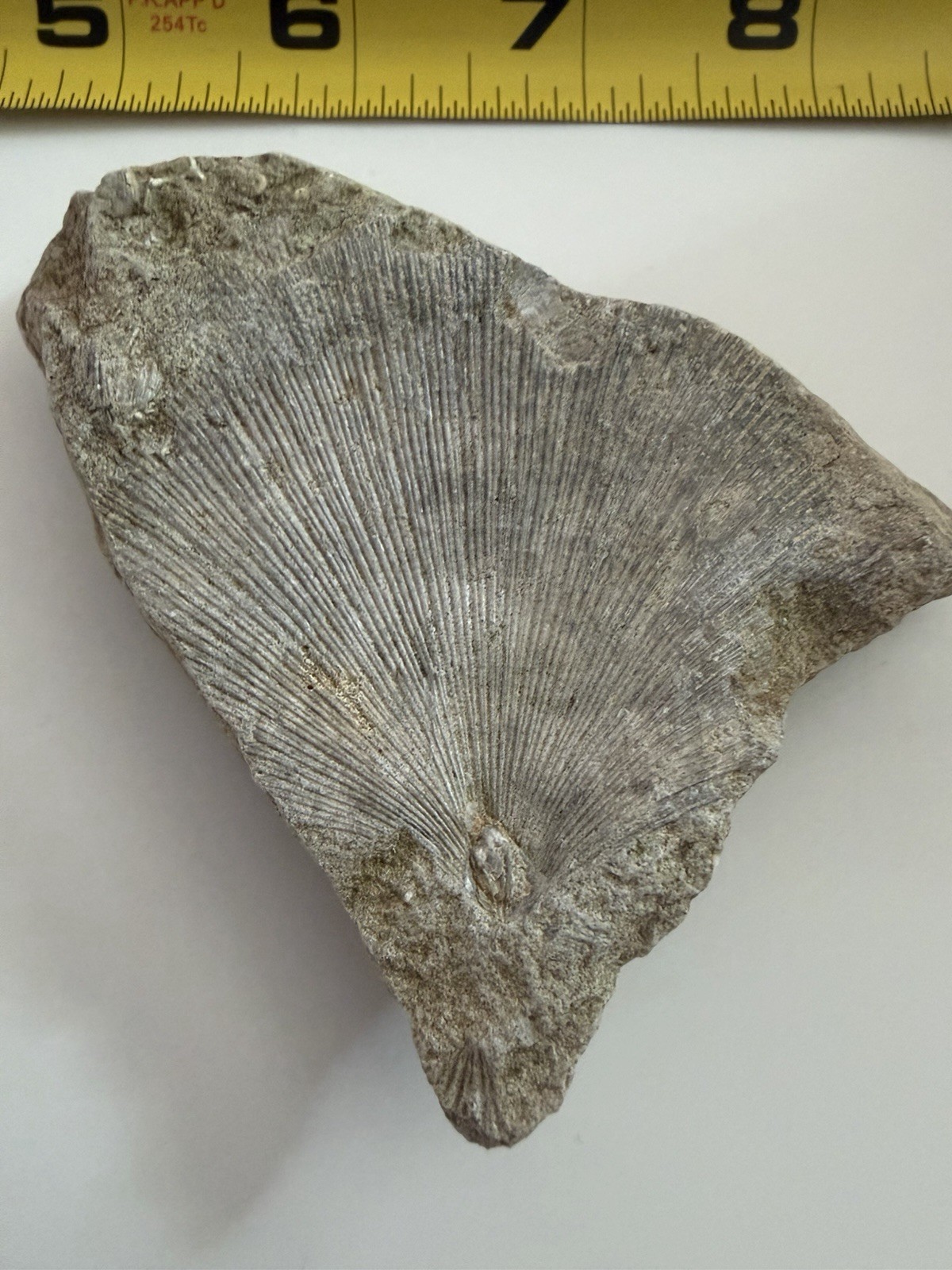 Brachiopod Fossil Multi Indiana Spirifer Shell Mississippian Era