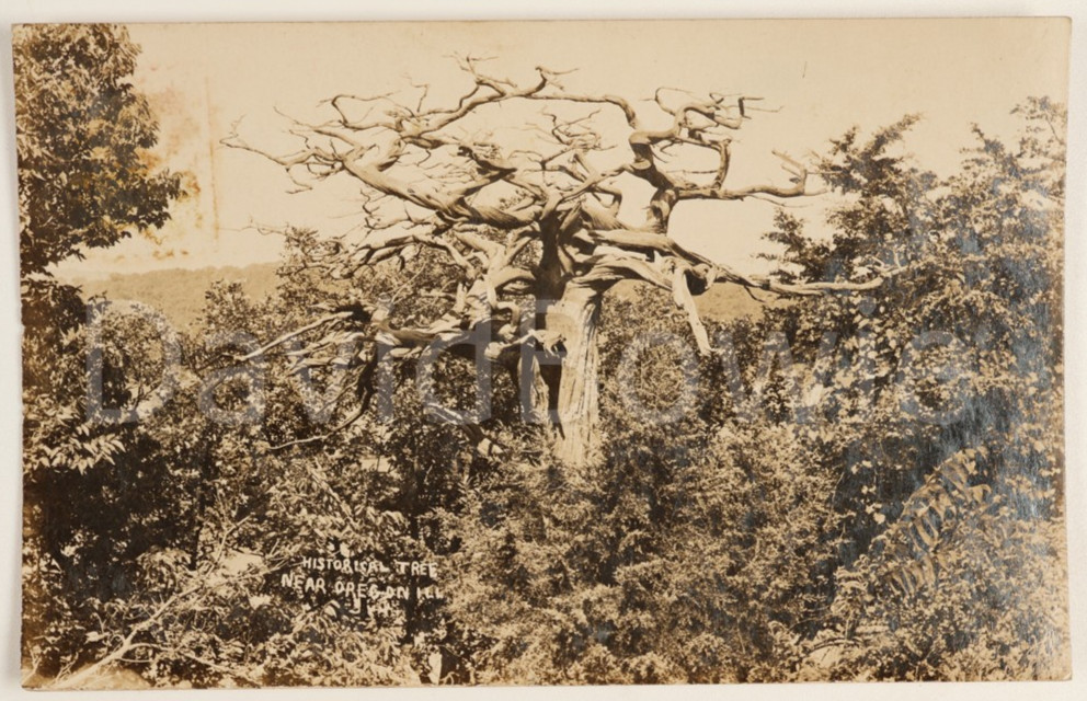 Historical Tree Oregon Illinois Antique RPPC Real Photo Vintage Postcard Eagles