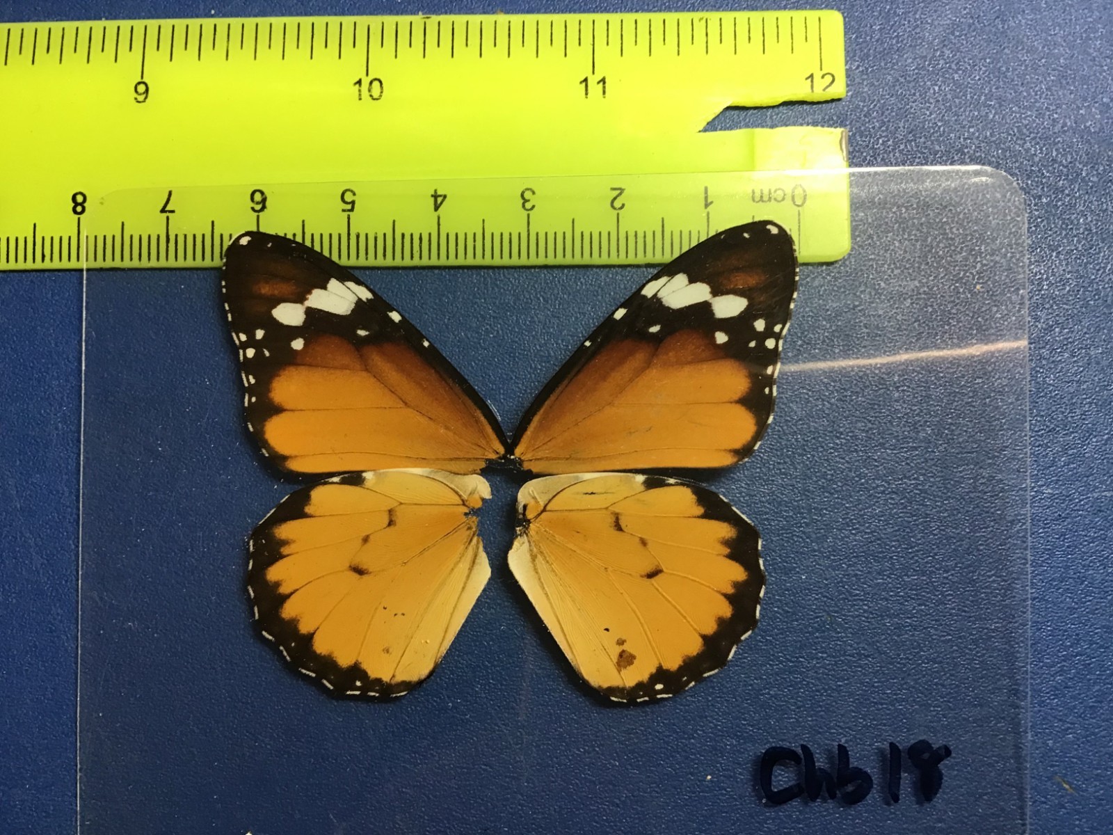 CHB 18  A+/A    Danaus chrysippus  FEMALE