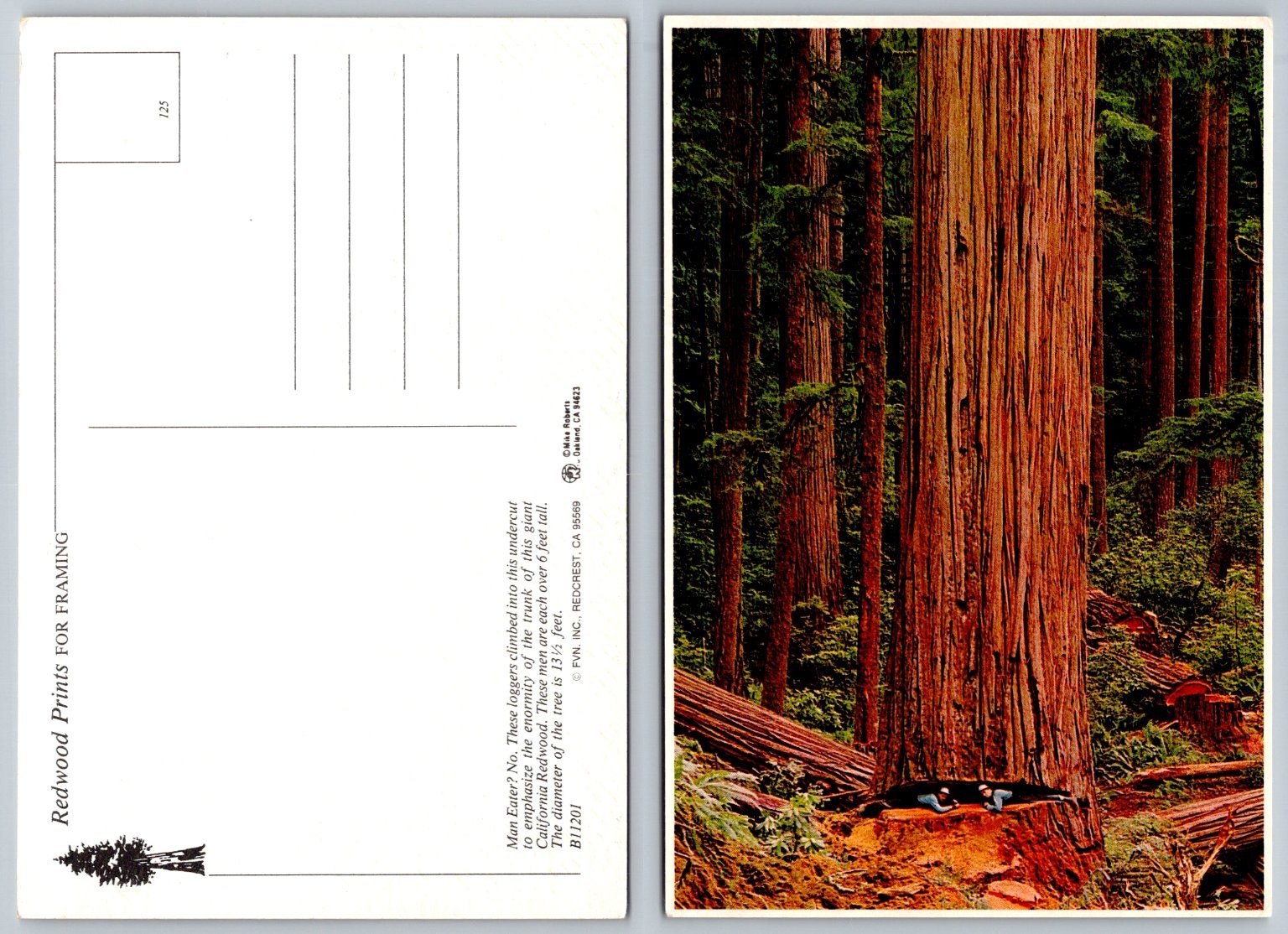 Giant California Redwood Tree Postcard - Loggers Show Massive Size Giant California Redwood Tree Postcard - Loggers Show Massive Size