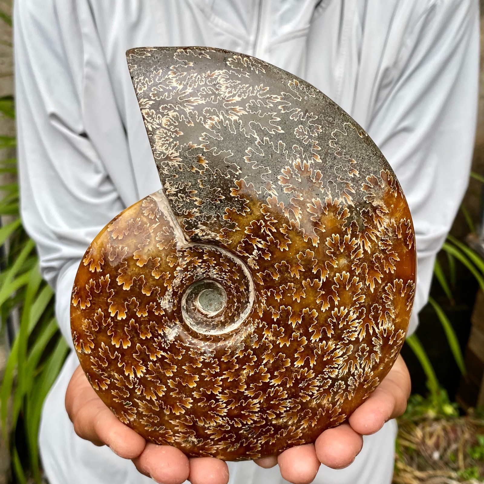1.76LB Natural agate fossil snail shaped convex round gemstone