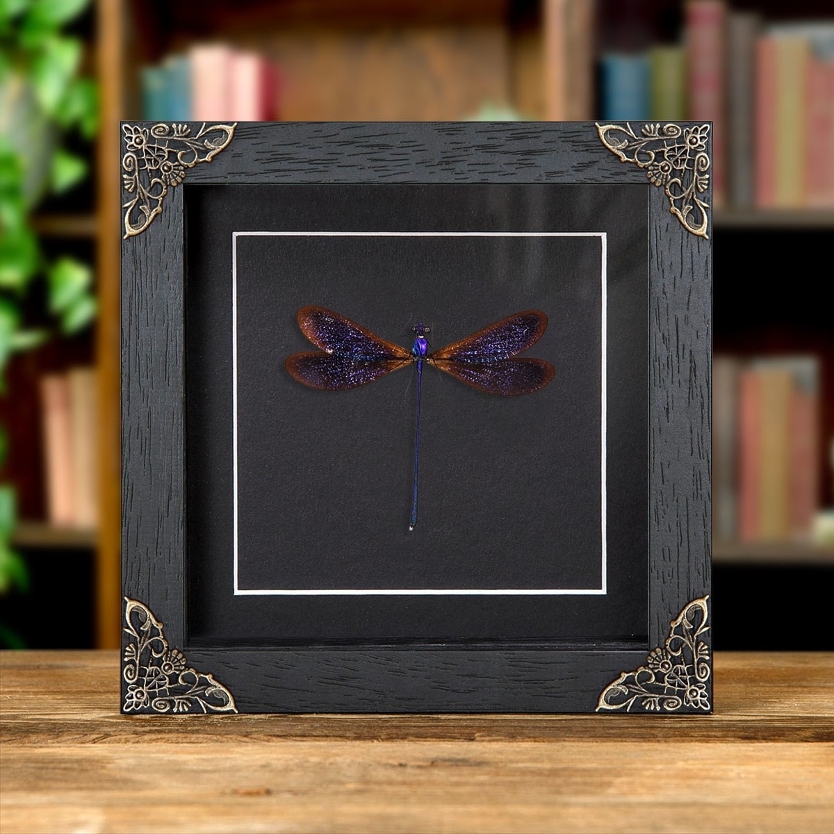 Taxidermy Damselfly in Baroque Style Frame (Vestalis luctuosa)