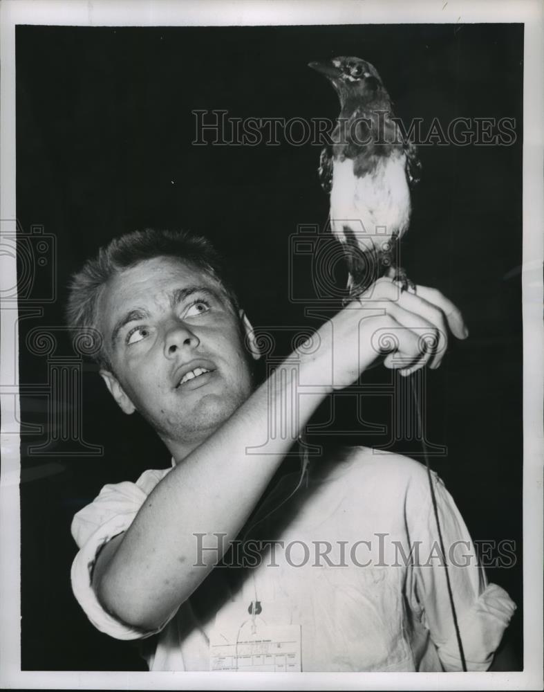 1953 Press Photo Cpl James Sweeney with bird who served as prison camp mascot