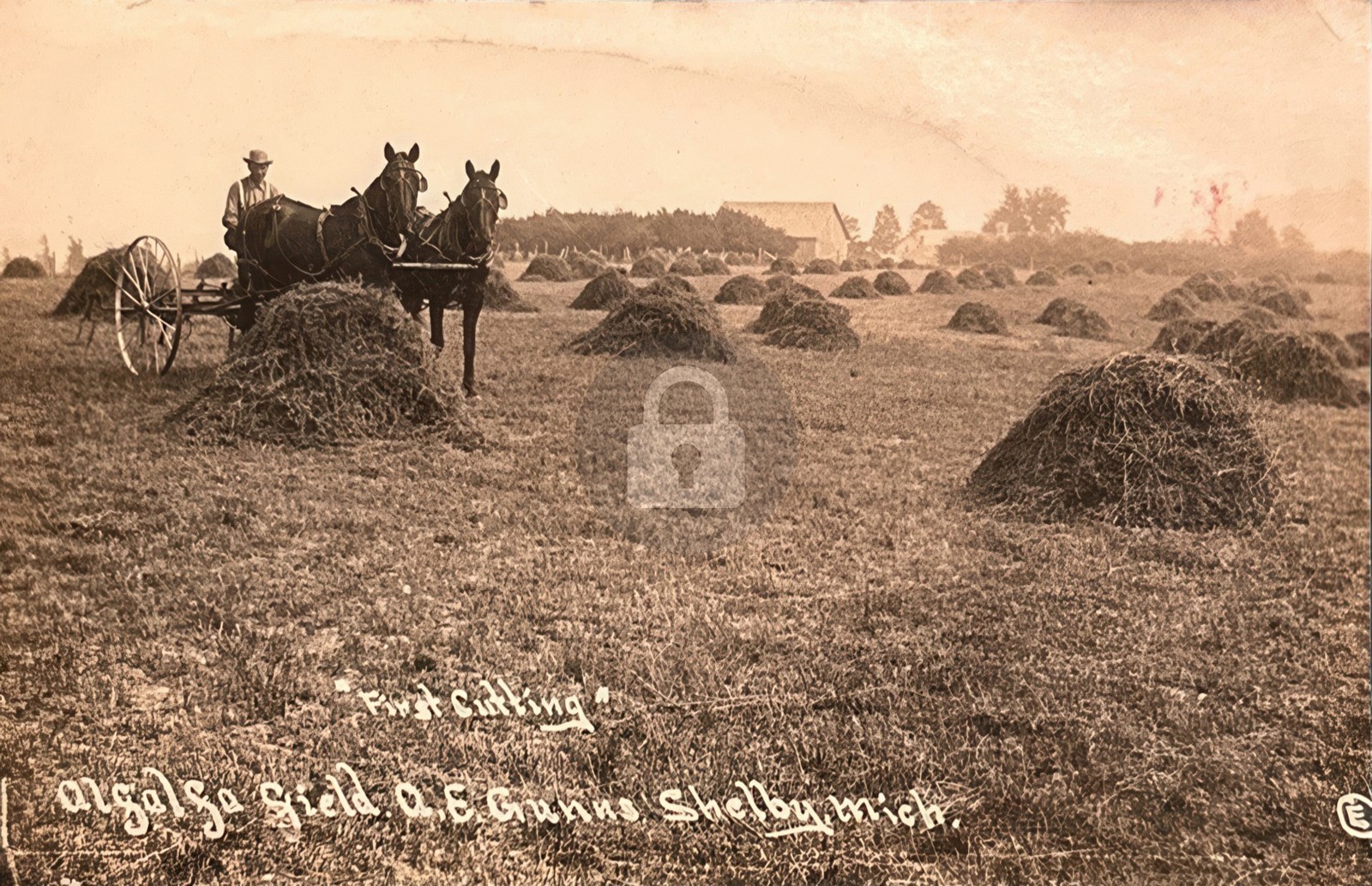 First Cutting Alfalfa Field AE Gunns Shelby Michigan MI RPPC Photo Postcard COPY