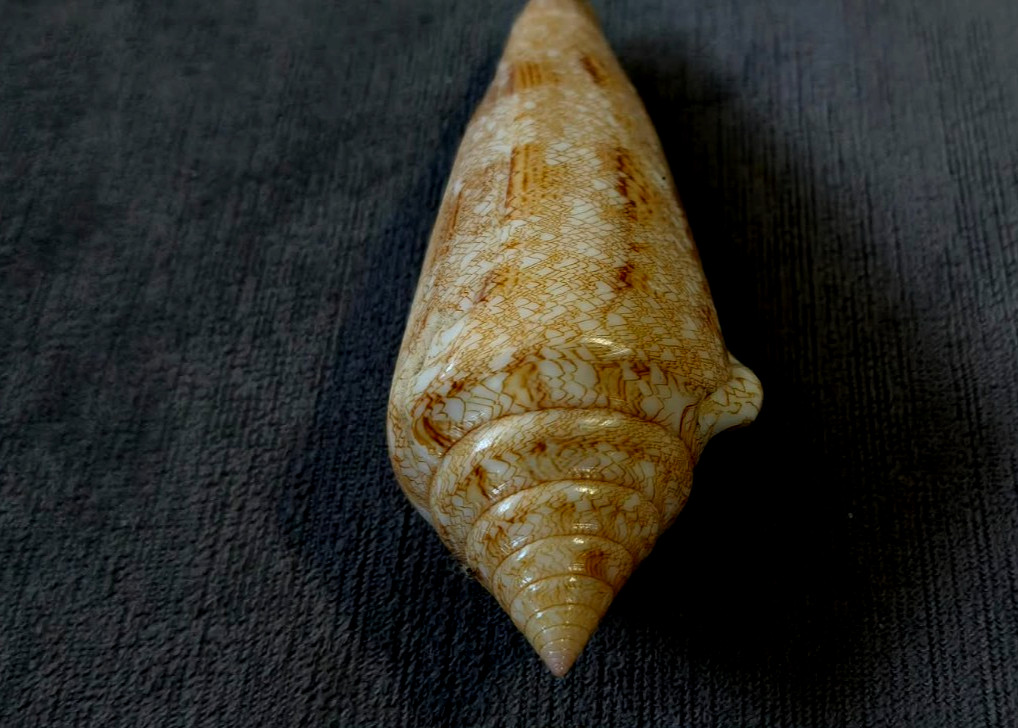 Conus gloriamaris 111mm F+++ ,Unusual FREAK body yellowish  olor pattern WOW