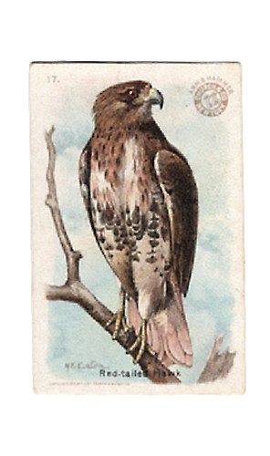 1915 J5 #17 Red-Tailed Hawk, Useful Birds of America 1st Series, Arm & Hammer