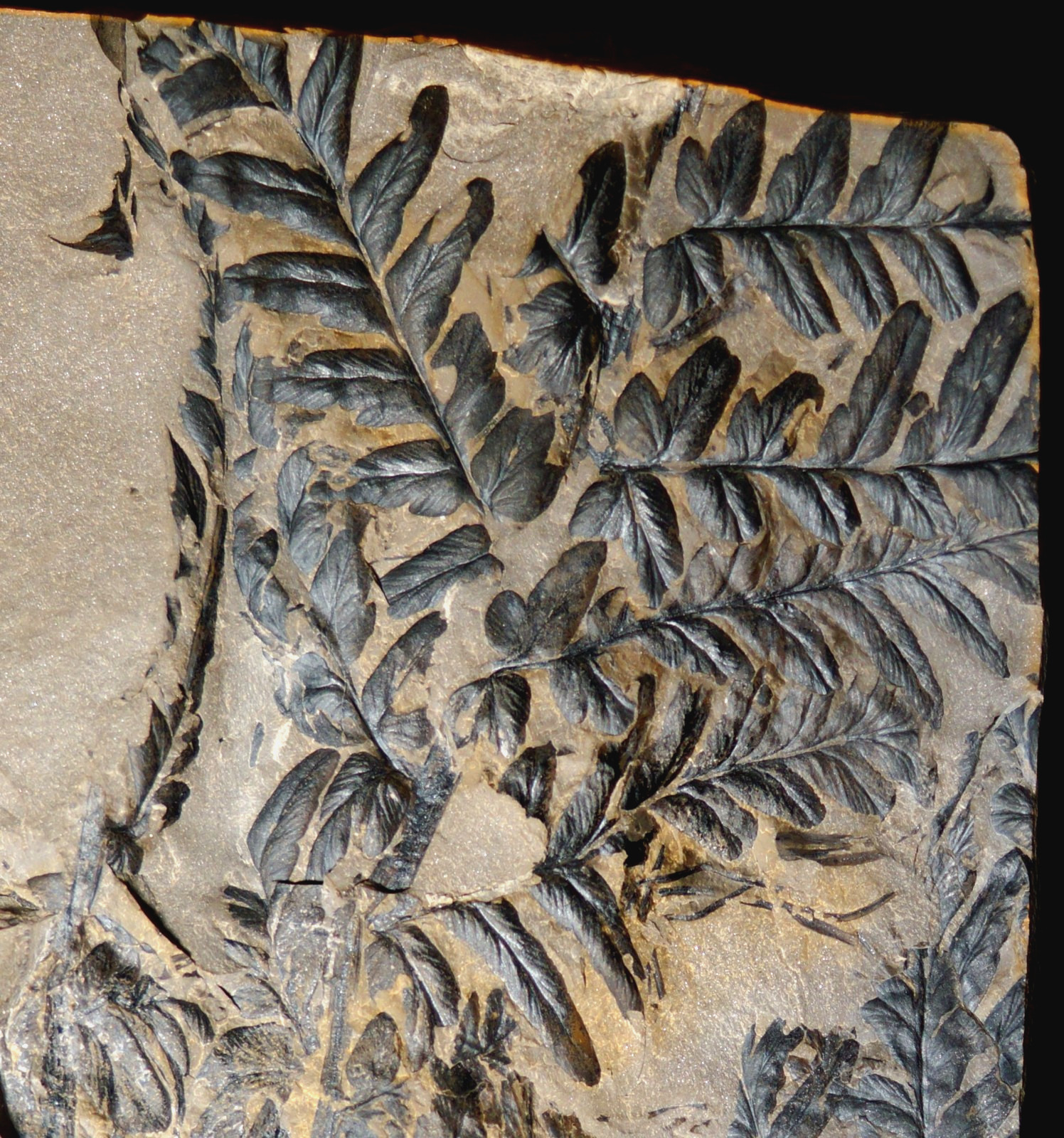 Museum quality huge Carboniferous plant fossil climbing fern leaf  Mariopteris 