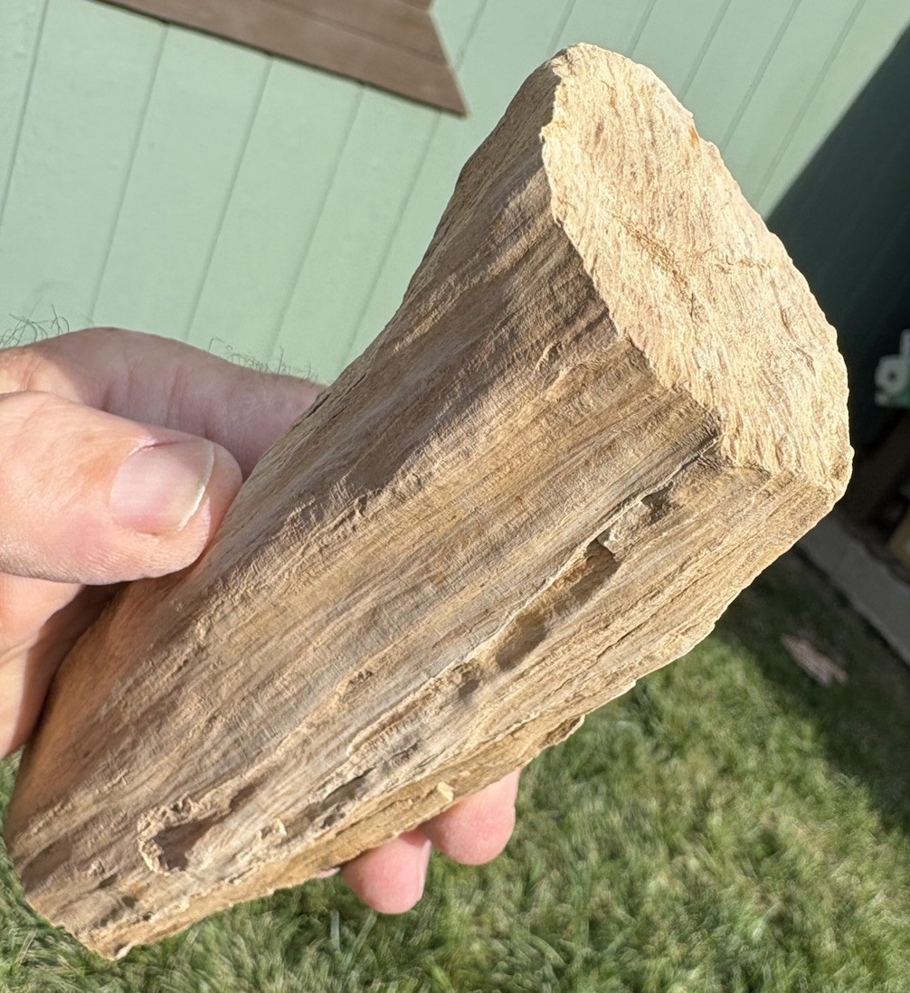 ☘️RR⛏️: Smooth Limb Cast Woodworthia Petrified Wood 7.75” NE AZ