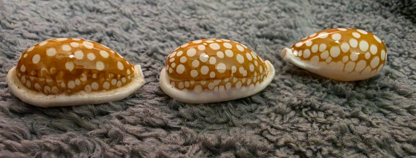 three large Cypraea cribraria Linne 
