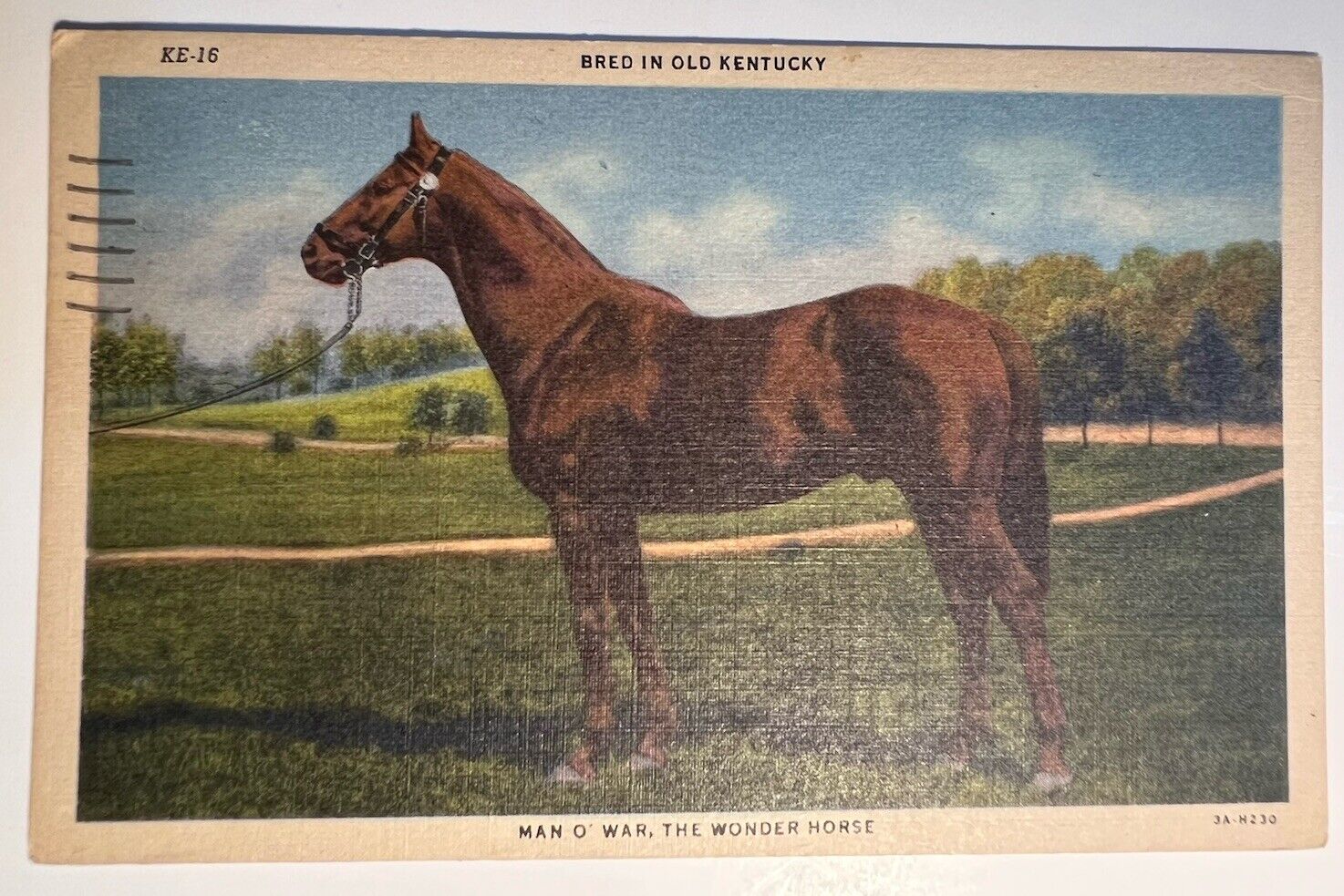 Postcard Man O War The Wonder Horse Bred in Old Kentucky Bluegrass State Linen