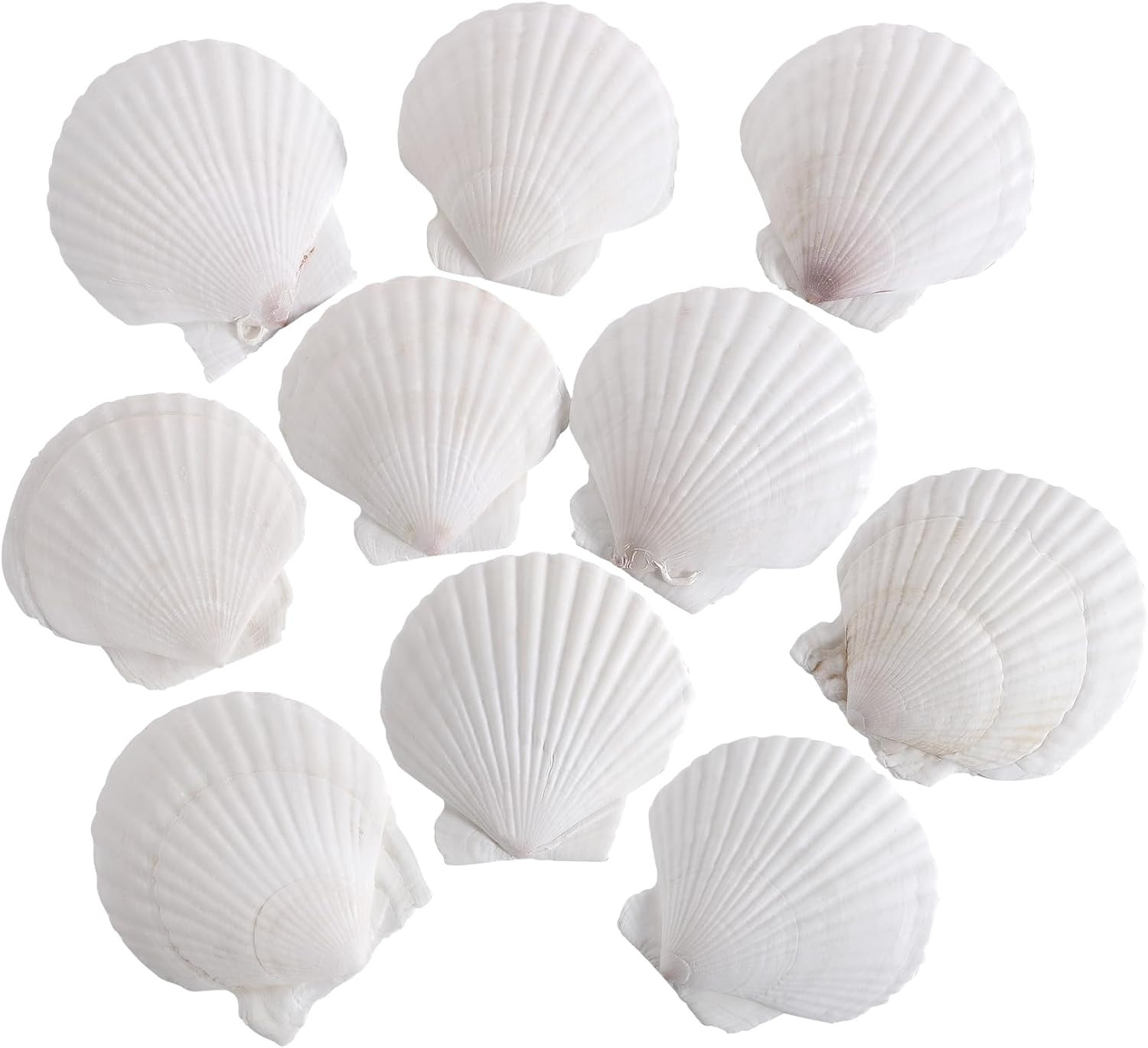 10 PCS 4-5 Inch Natural White Large Scallop Shells Sea Shells for DIY Craft Home