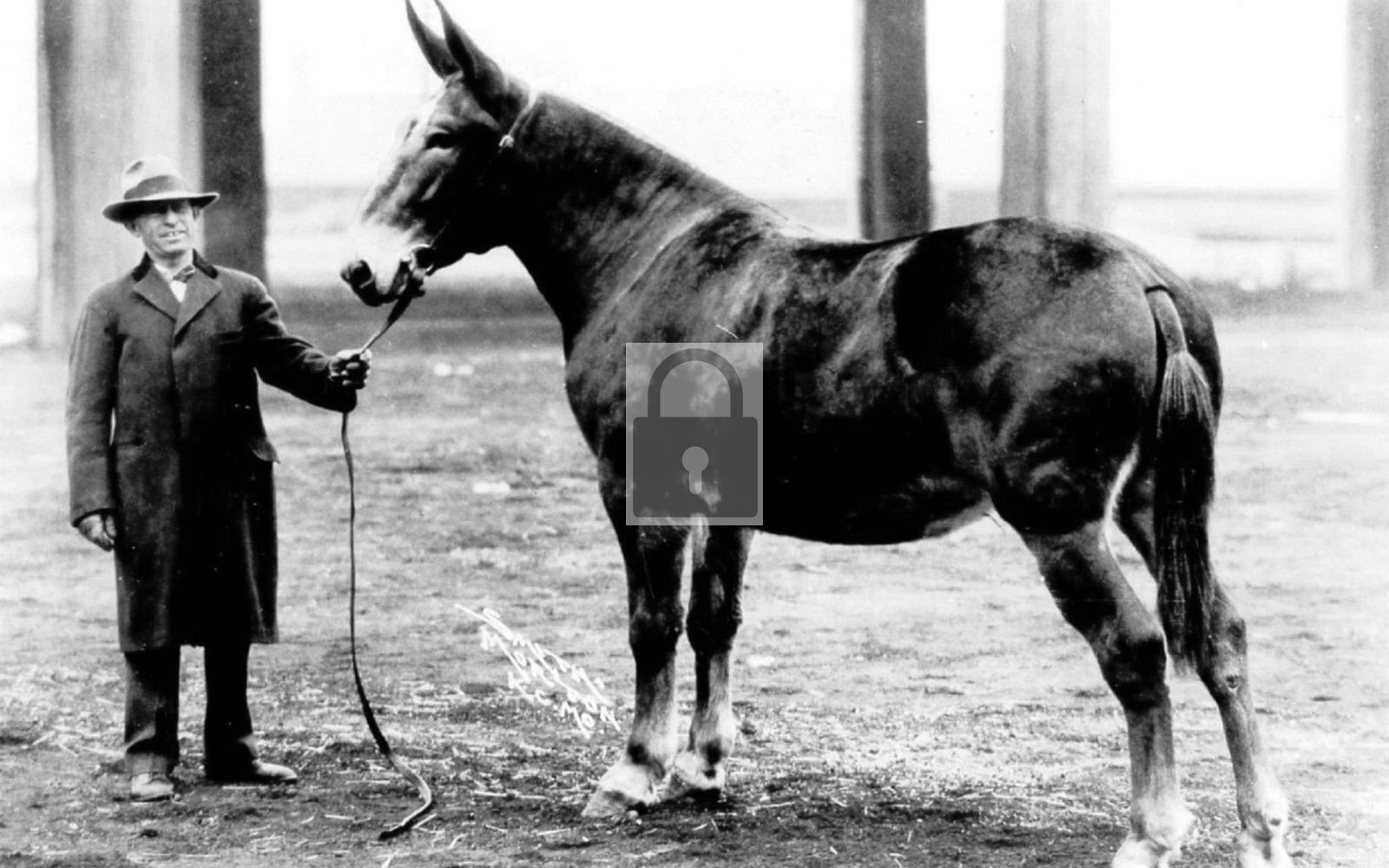 American Royal Champion December 1927 Red Horse - Reprint