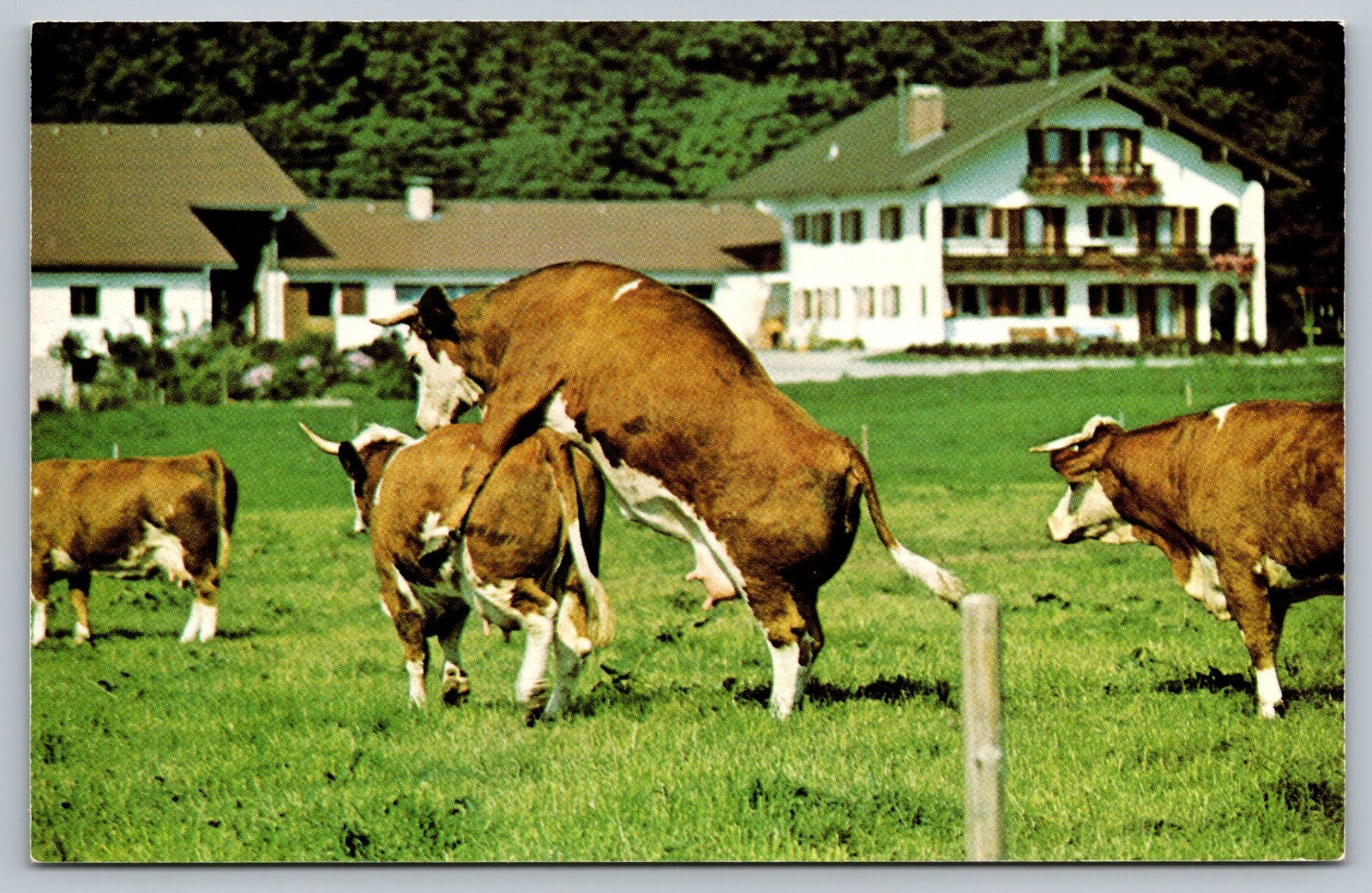 How The Udder Half Lives Filmed Bavarian Alps Cow Farm 1978 Vintage Postcard
