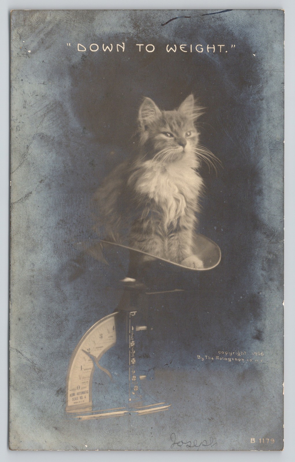 RPPC Postcard Cat on Scale \