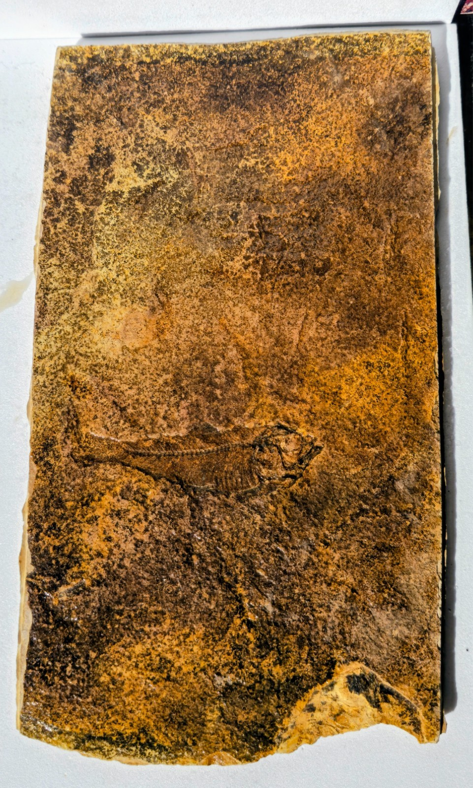 Grade Diplomystus dentatus Fossil Fish Green River Formation Wyoming large slab