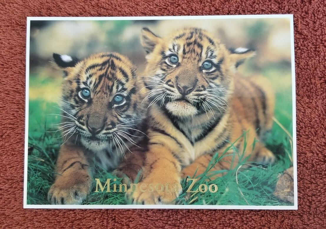 Sumatran Tiger Cubs at Minnesota Zoo Postcard 5\