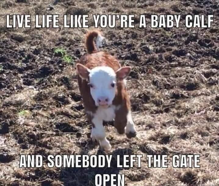 Inspirational    baby calf quote refrigerator magnet  3 1/2\