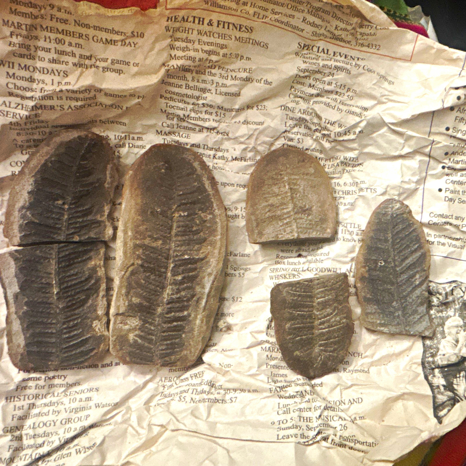 Lot of 5 Fern Leaf Plant Fossils in Stone, Leaf/Frond Impression Specimens
