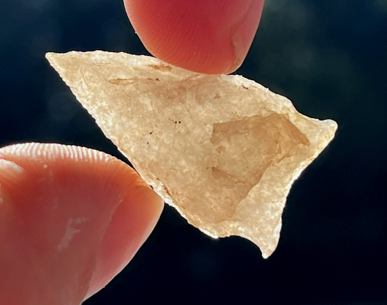 SPECTACULAR N.CAROLINA YADKIN EARED POINT ARROWHEAD AUTHENTIC INDIAN ARTIFACT BG