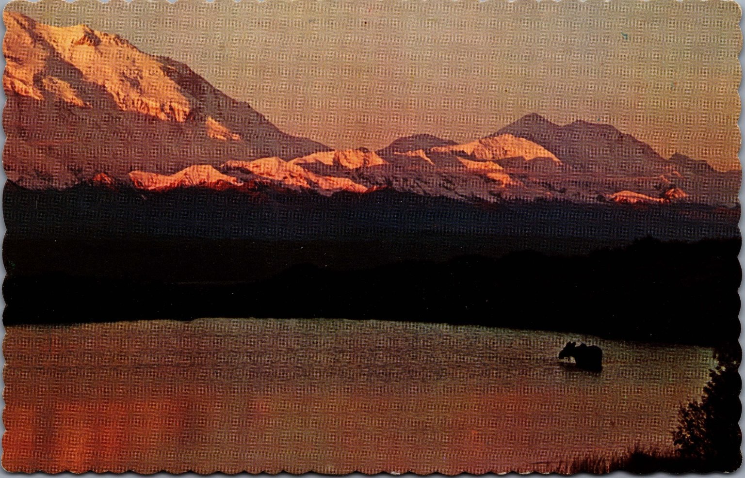 Vintage Dexter Color Postcard Cow Moose Lake Sunrise Snow Mountains Canada