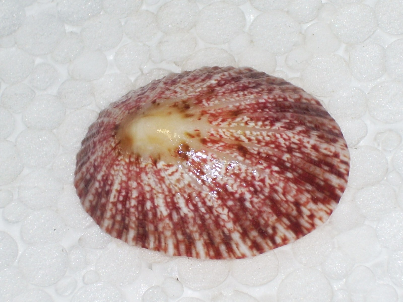 MINIATA CYMBULA WOOOOOW MINIATA CYMBULA WOOOOOW