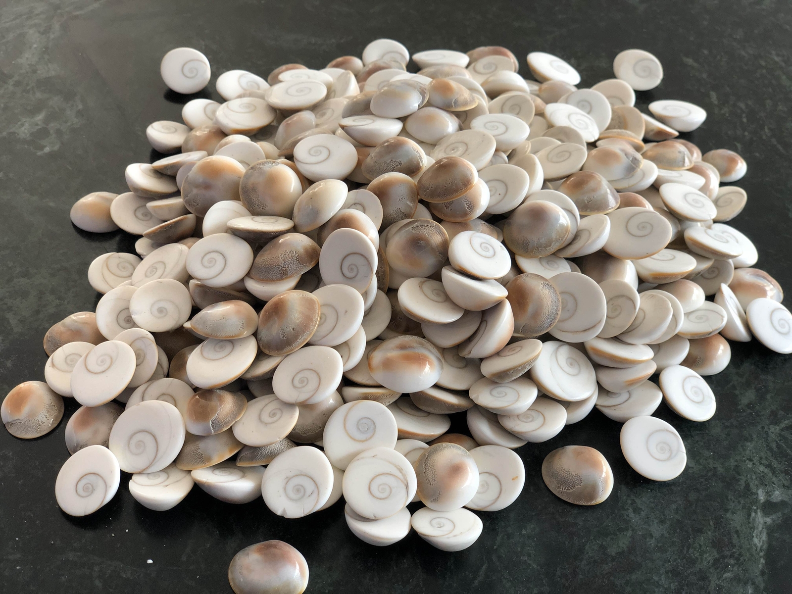 Small GOMTI CHAKRA 101 Piece useful to ward off evil or bring good luck & Wealth