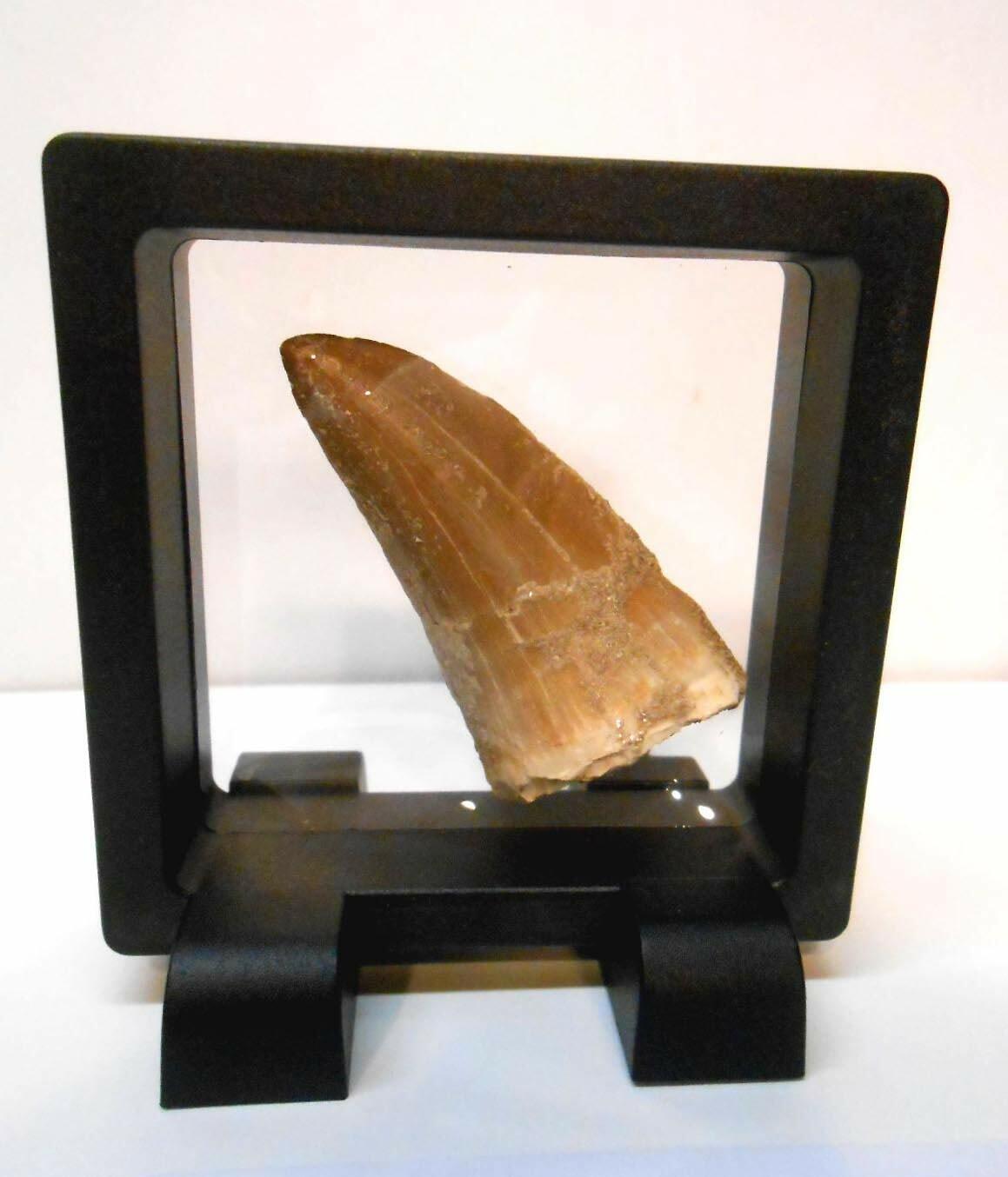 Genuine Huge Mosasaur Dinosaur Tooth Fossil from Near Khourigba,Morocco,N.Africa Genuine Huge Mosasaur Dinosaur Tooth Fossil from Near Khourigba,Morocco,N.Africa