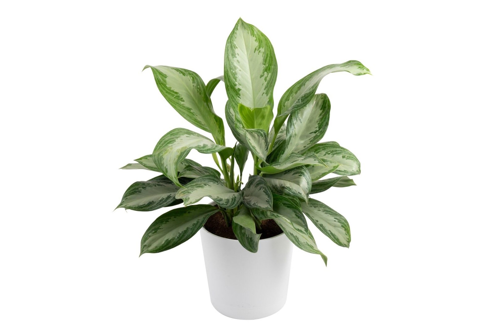 Costa Farms Chinese Evergreen, Aglaonema Easy To Grow Live Indoor Plant in Pr...