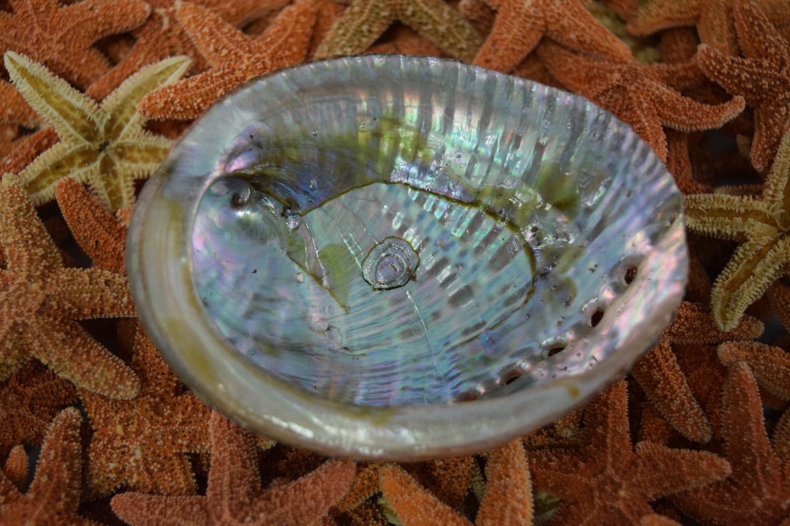 Green Abalone Sea Shell One Side Polished Beach Craft 3 Green Abalone Sea Shell One Side Polished Beach Craft 3