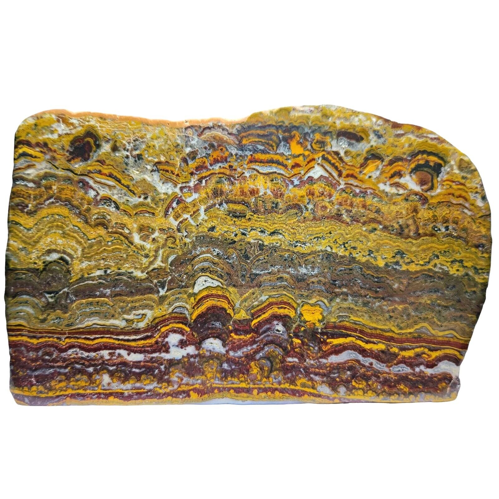 Rare Large Polished Stromatolite Fossil, Apple Valley Jasper, Morocco, 467g