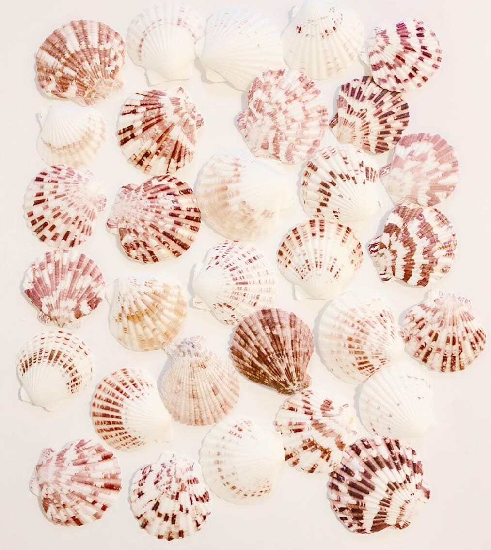 60 Pcs Scallop Shells Natural ~2 60 Pcs Scallop Shells Natural ~2