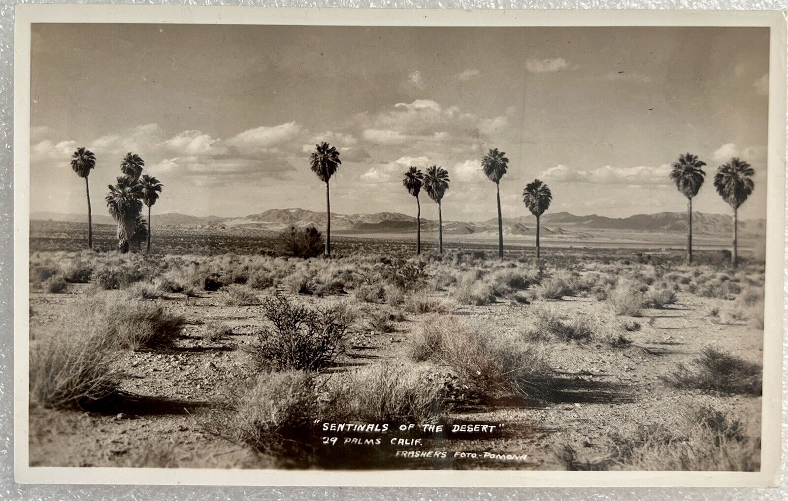29 Palms CA Sentinals Of The Desert RPPC Real Photo Postcard Vintage Souvenir