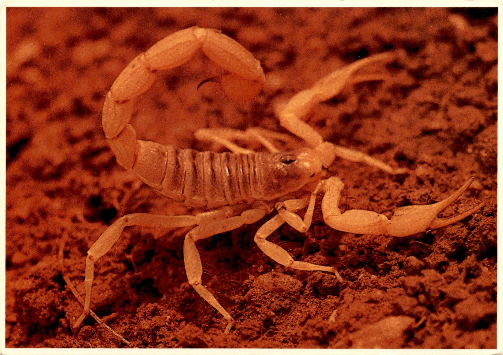 Hadrurus arizonensis, U.S., Willis Peterson, Peiley, 1303 W Postcard Hadrurus arizonensis, U.S., Willis Peterson, Peiley, 1303 W Postcard