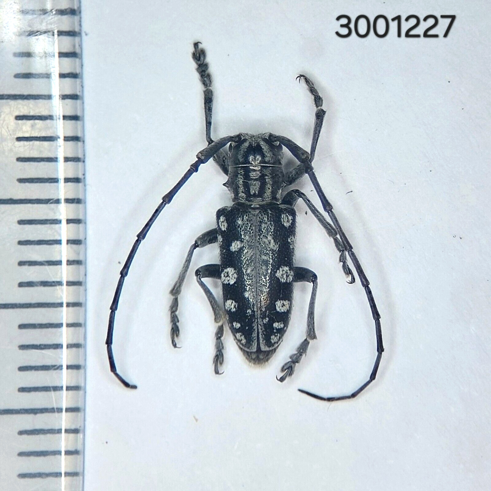 Cerambycidae sp. #1227 A1- NORTH THAILAND