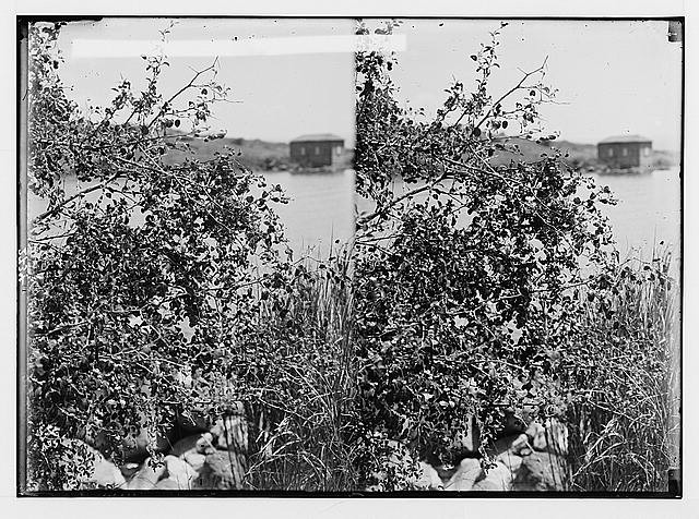 Photo:Trees and shrubs. Christ-thorn (Zizyphus Spina-Christi (L.) Wild.)