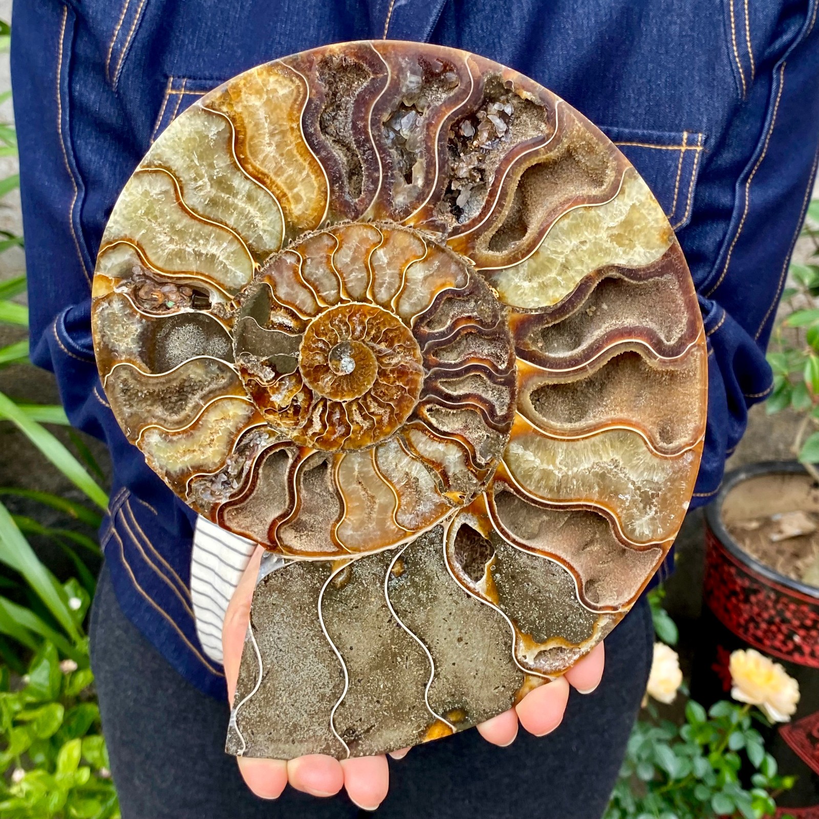 2.44LB Natural Fossil Snail Agate Fancy Cabochon Gemstones