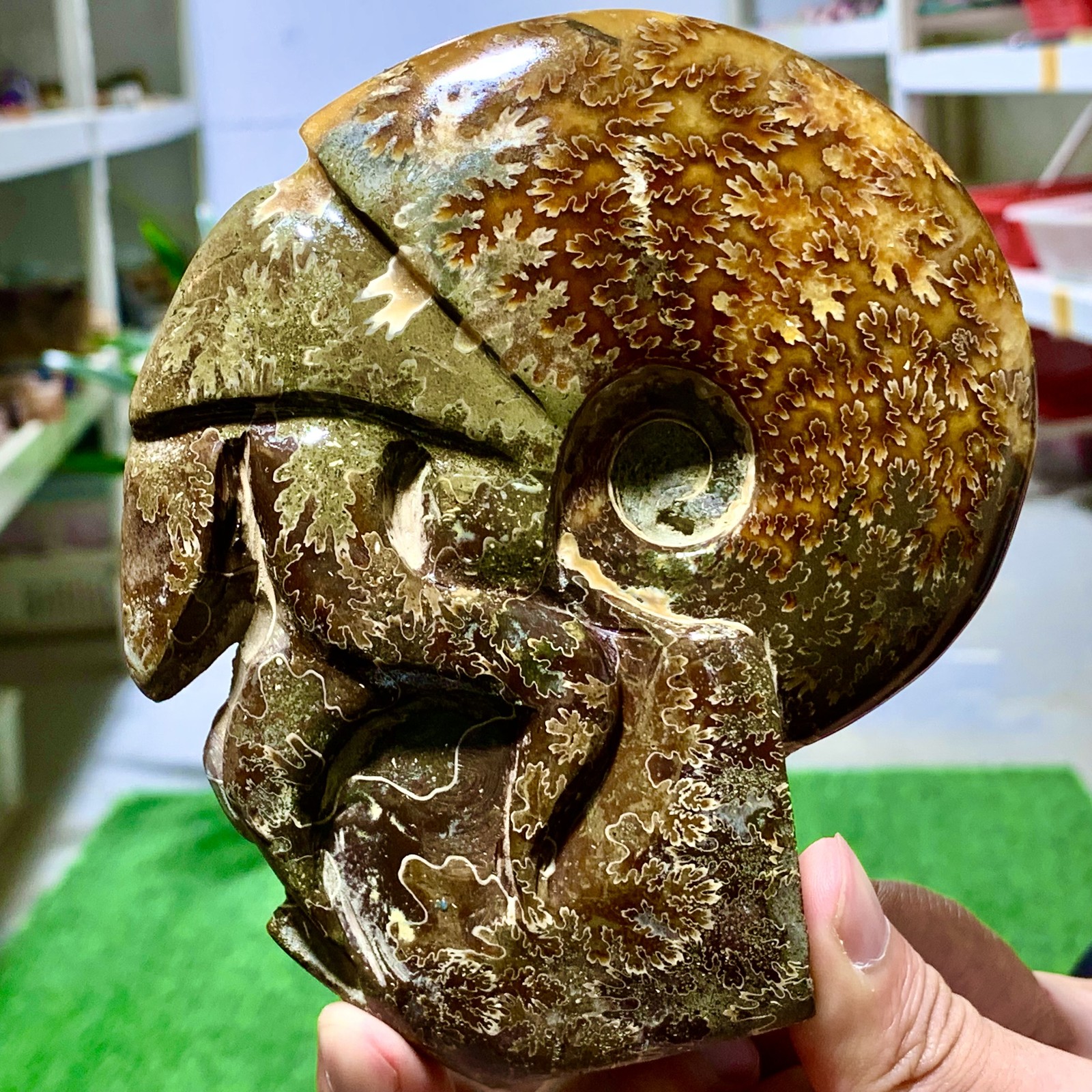 1.13LB Rare Natural Tentacle Ammonite FossilSpecimen Shell Healing Madagascar