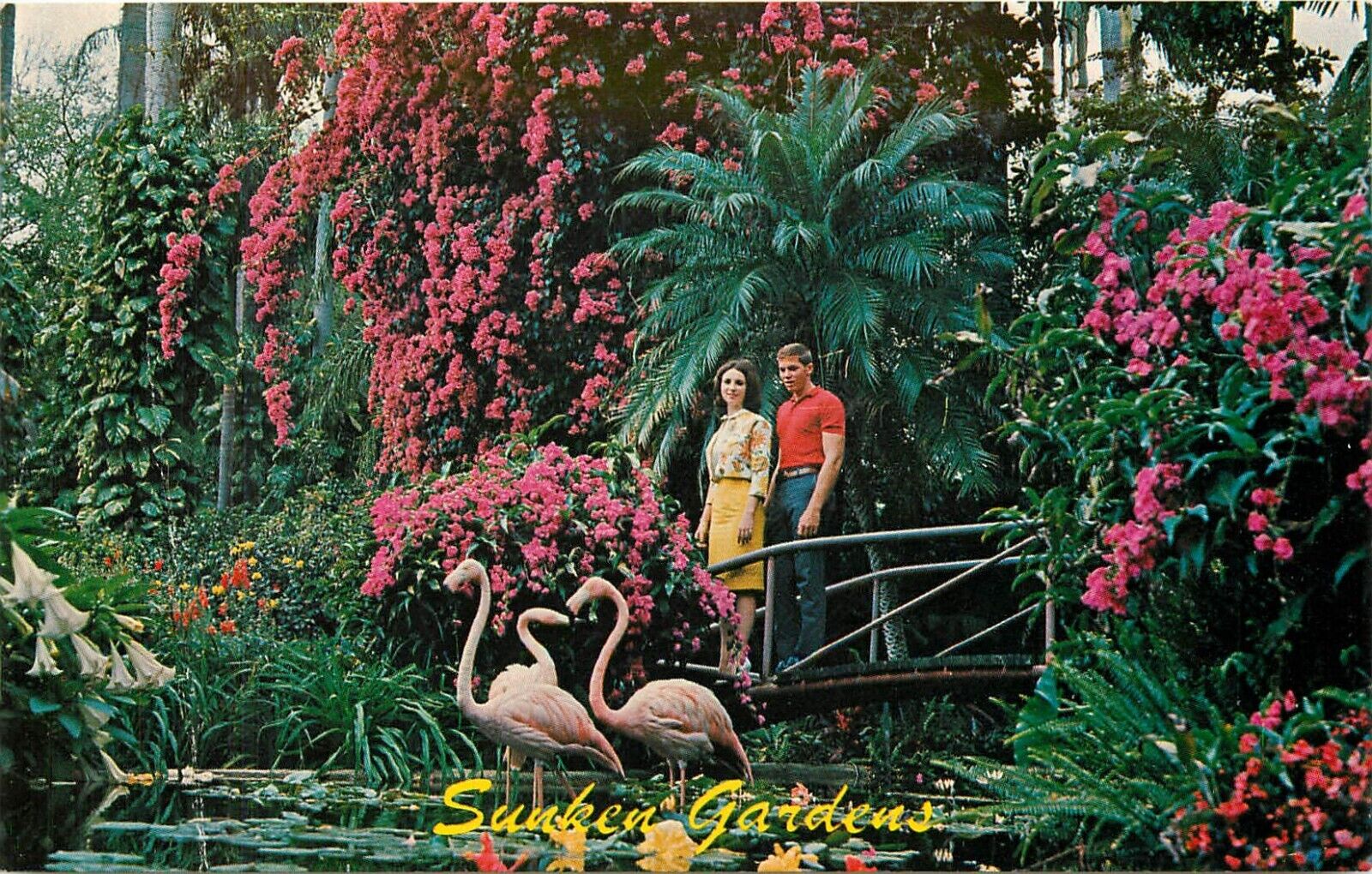 Sunken Gardens St. Petersburg Florida FL Postcard