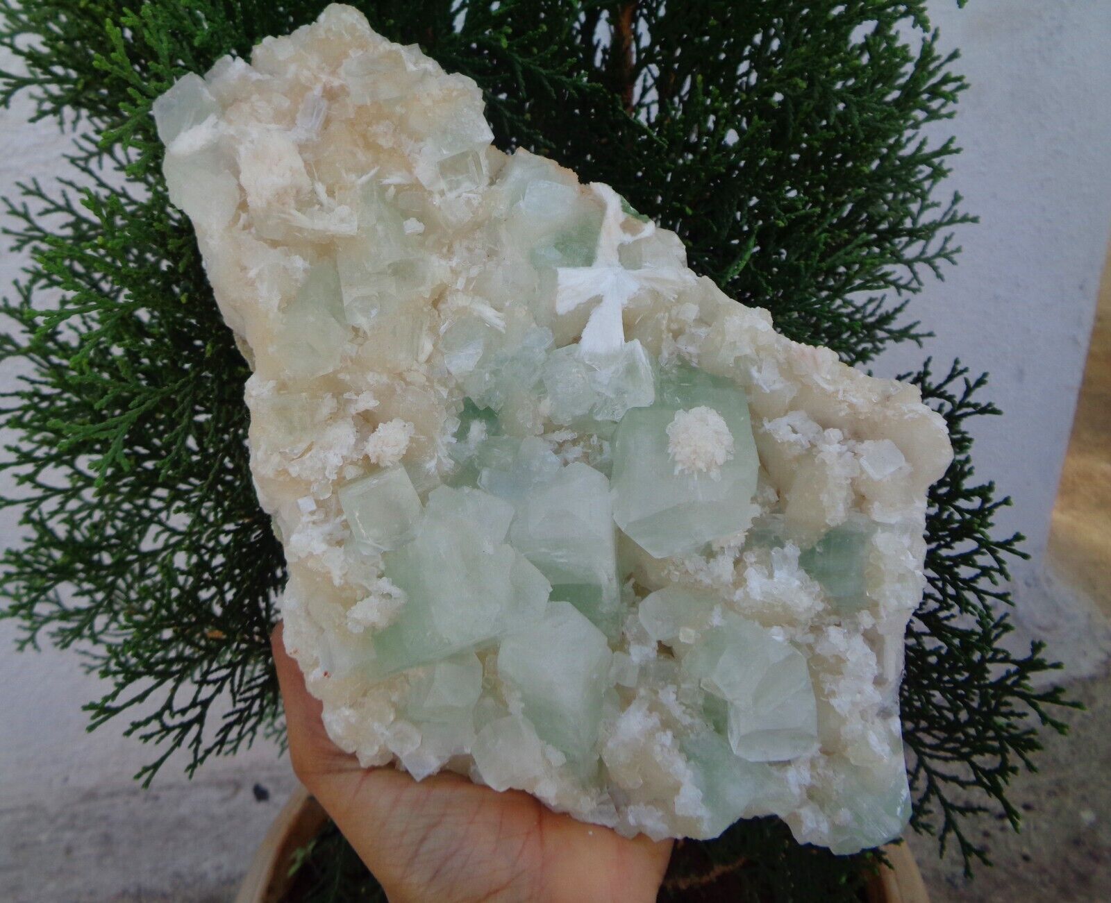 Green Apophyllite Crystals On Stilbite , Scolecite Minerals Specimen #H15